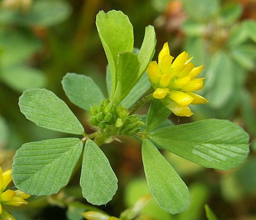 trifolium dubium